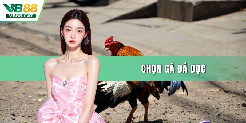 Chọn Gà Đá Dọc