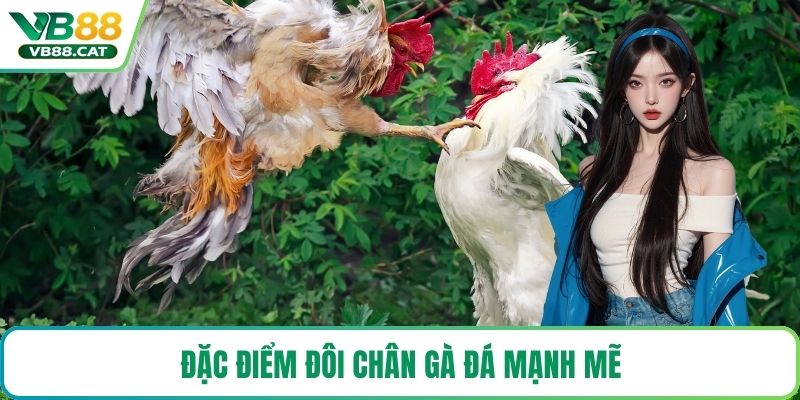 Đặc điểm đôi chân gà đá mạnh mẽ