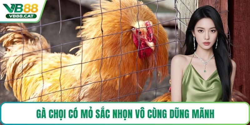 Gà chọi có mỏ sắc nhọn vô cùng dũng mãnh