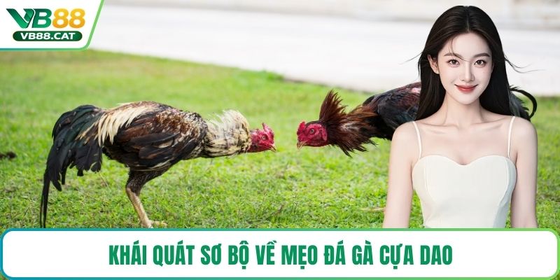 Khái quát sơ bộ về mẹo đá gà cựa dao