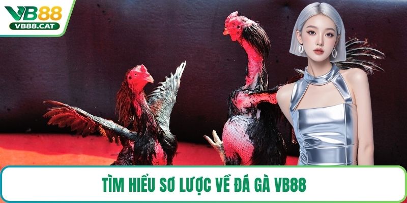 Tìm hiểu sơ lược về đá gà VB88